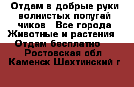 Отдам в добрые руки волнистых попугай.чиков - Все города Животные и растения » Отдам бесплатно   . Ростовская обл.,Каменск-Шахтинский г.